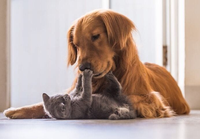 pets pets
